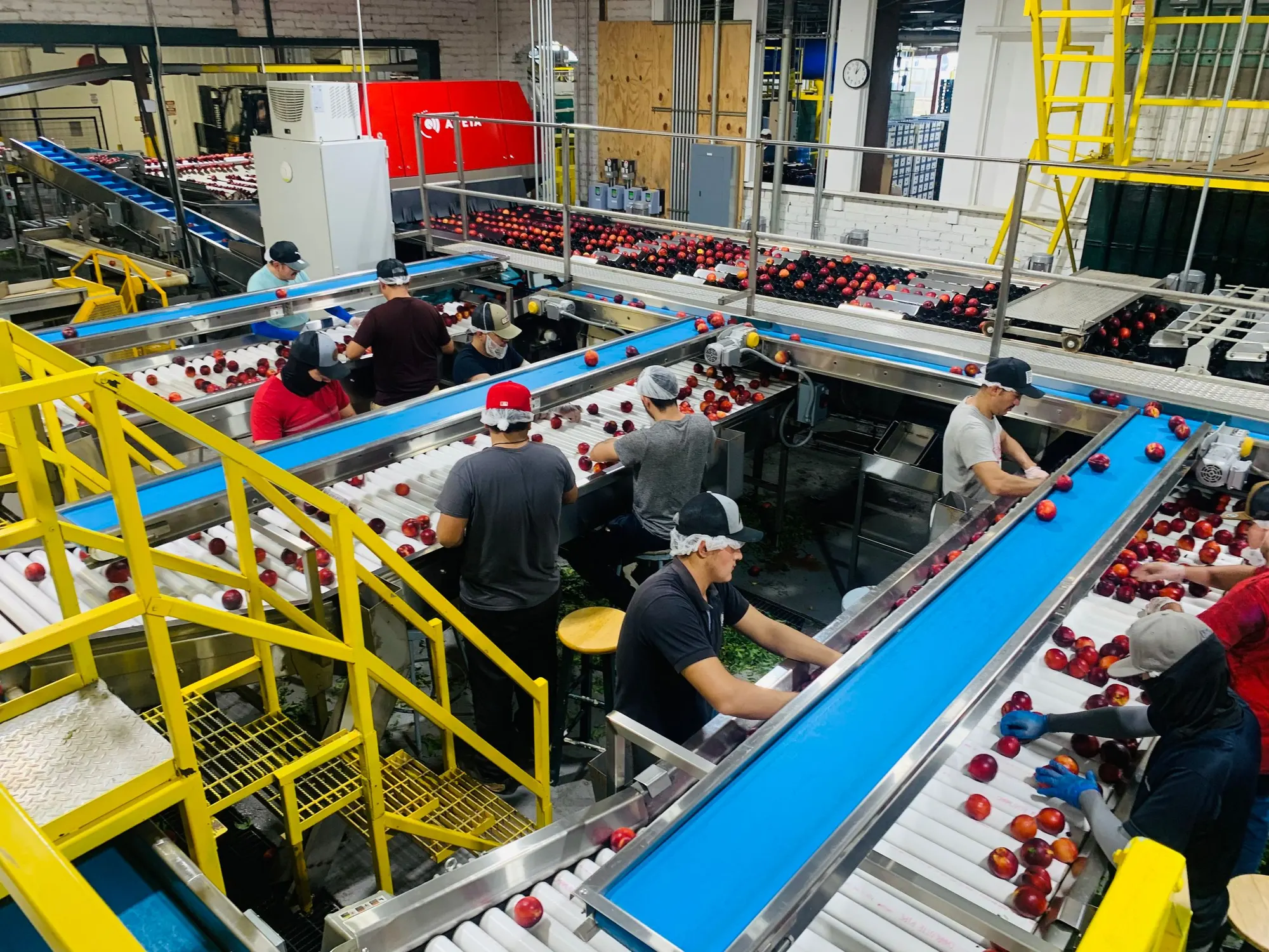 Fruit packing house with sorting conveyor lines